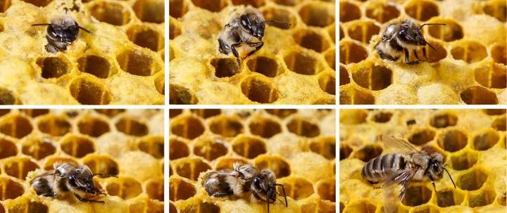 Abeilles Sannois