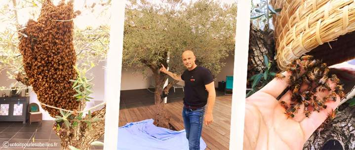 Essaim d'abeilles Sannois