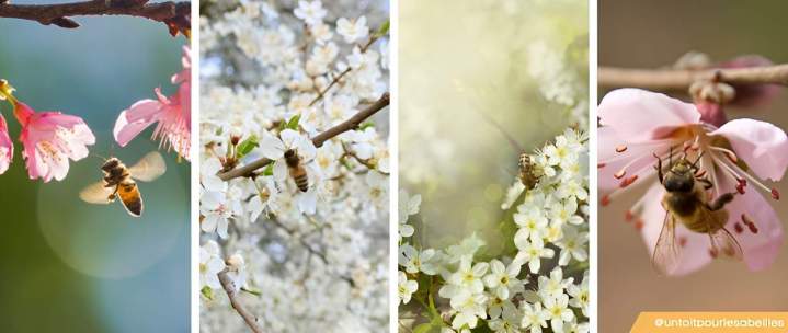 Abeilles polinisateurs Sannois