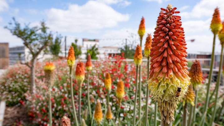 BRIENNE JARDIN SAS (10)