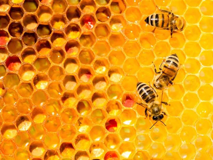 Abeilles Sannois