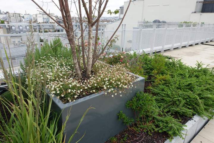 Plantation d'arbuste Sannois