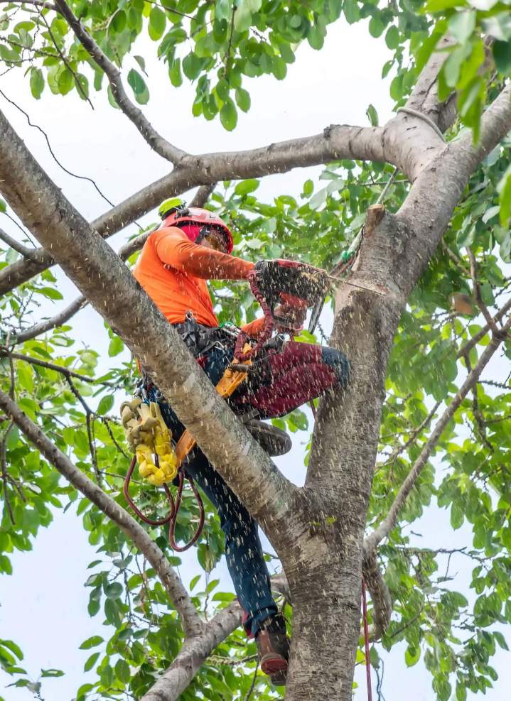 Tailler et prendre soin des arbres